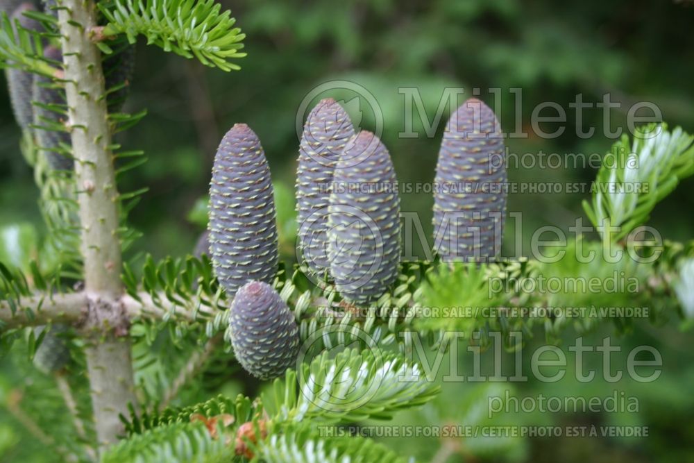 Abies Horstmann's Silberlocke (Korean fir conifer) 3