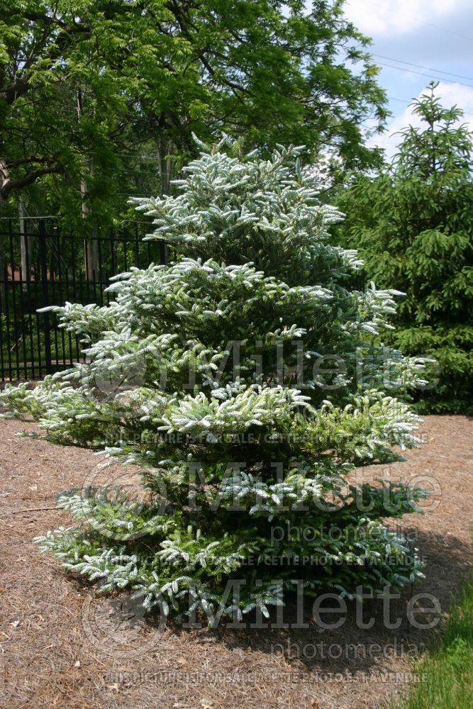 Abies Horstmann's Silberlocke (Korean fir conifer) 2