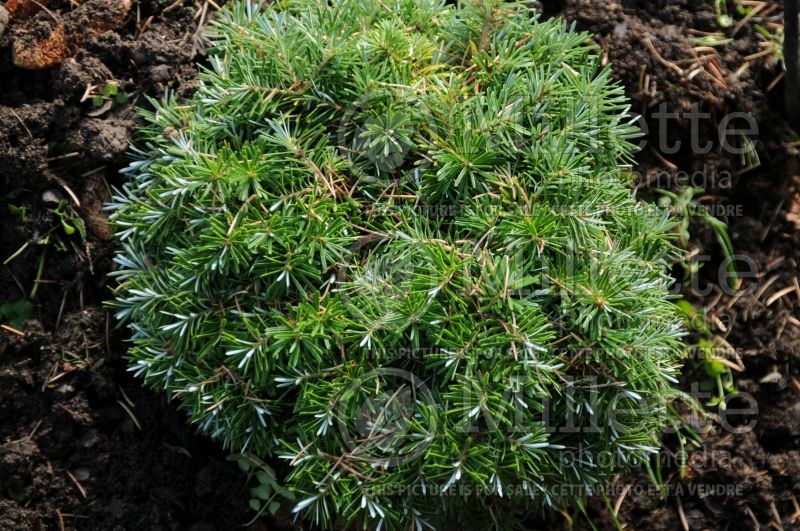 Abies Kohout's Hexe (Korean fir conifer - Sapin) 1 