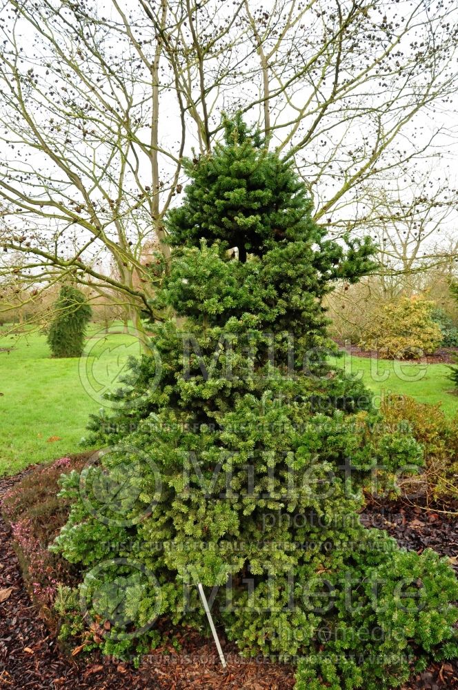 Abies Lippetal (Korean fir conifer) 1 