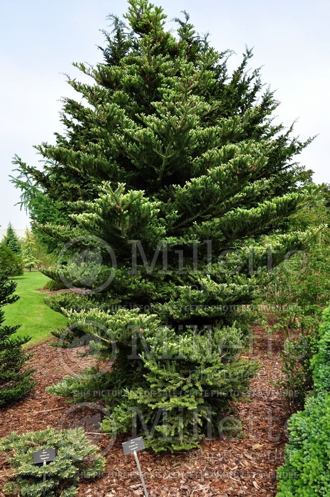 Abies Luminetta (Korean Fir conifer) 1 