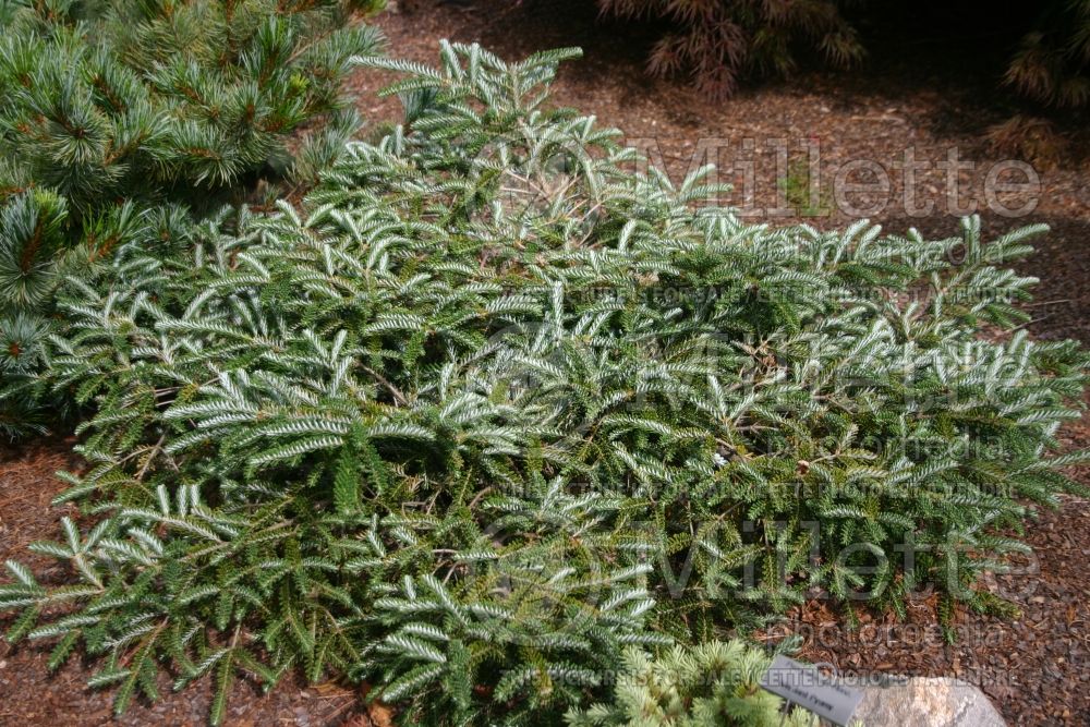 Abies Piccolo (Balsam fir conifer) 1  