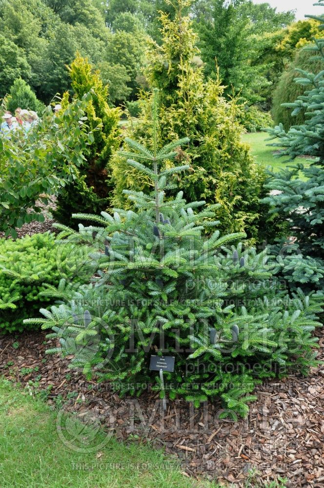 Abies Silber Krause (Korean Fir conifer) 1 