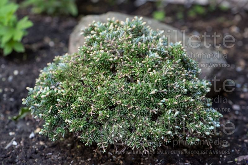 Abies Silberkugel (Korean fir conifer) 1 