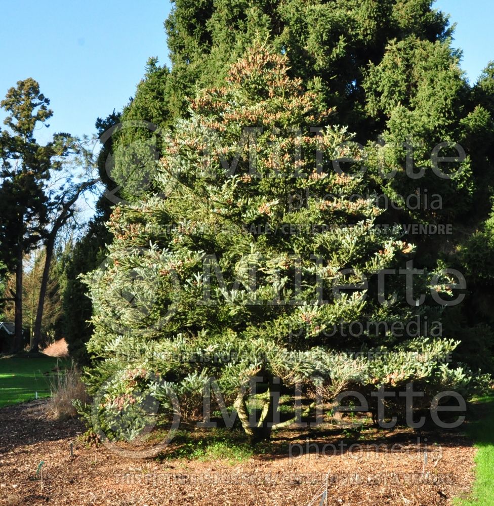 Abies Horstmann's Silberlocke (Korean fir conifer) 1