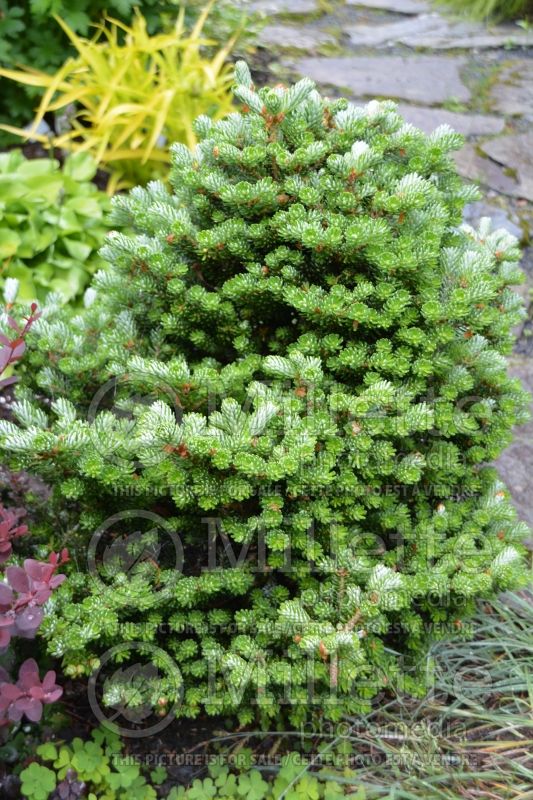 Abies Silberperle (Korean fir conifer - sapin) 2 