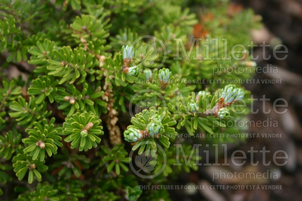 Abies Silberperle (Korean fir conifer - sapin) 5 
