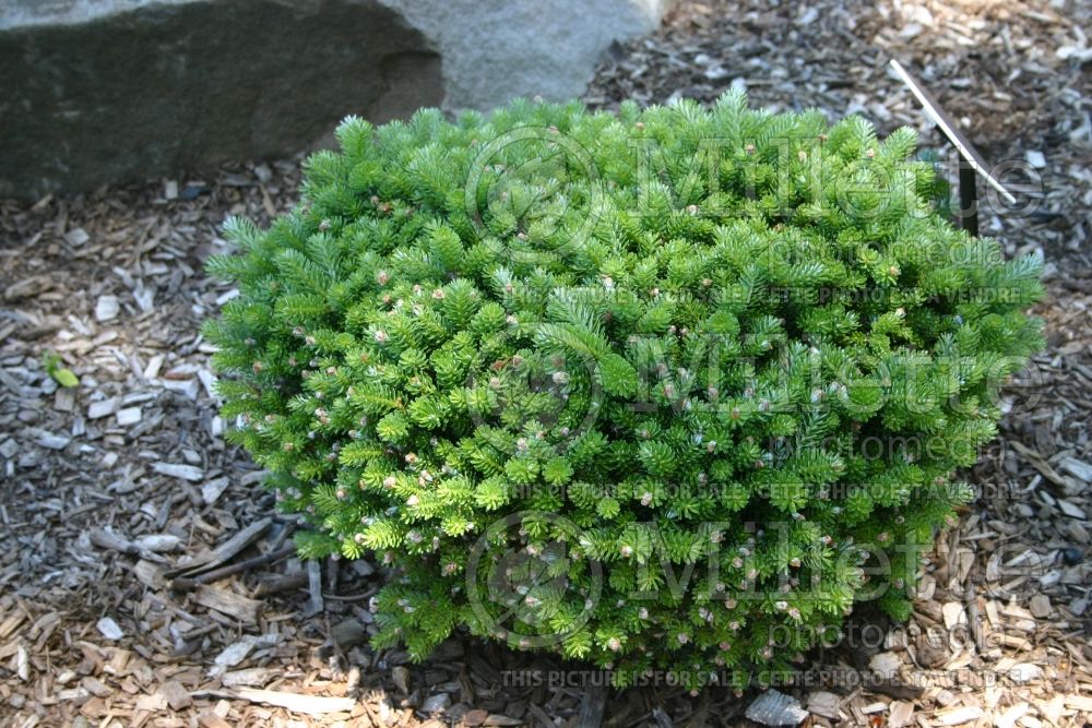 Abies Silberperle (Korean fir conifer - sapin) 6 