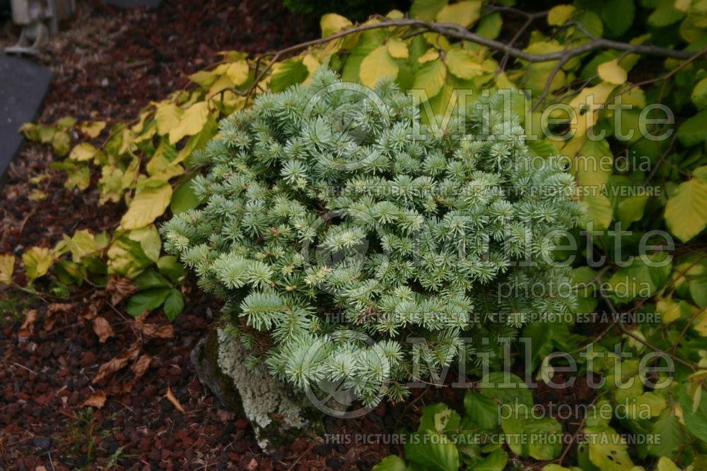 Abies Alpine Beauty (Korean fir conifer - sapin) 1 
