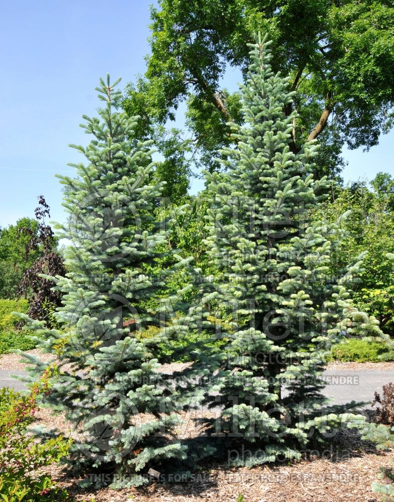 Abies Argentea or Candicans (Argentea White Fir conifer) 6 