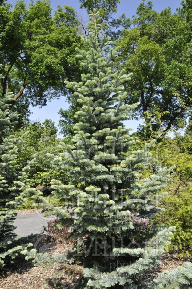 Abies Argentea or Candicans (Argentea White Fir conifer) 7 