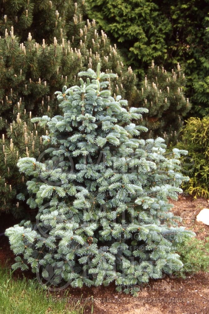 Abies Compacta (White Fir conifer - sapin) 1