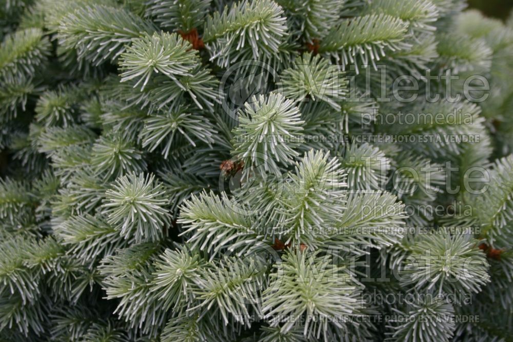 Abies lasiocarpa Compacta (Rocky Mountain Fir conifer) 3 