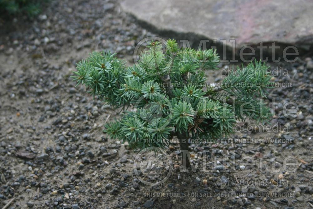 Abies Prickly Pete (Korean fir conifer - sapin) 1 