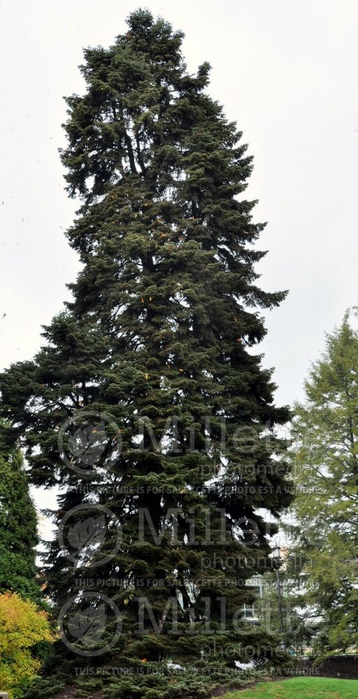 Abies nordmanniana (Nordmann Fir conifer) 1 