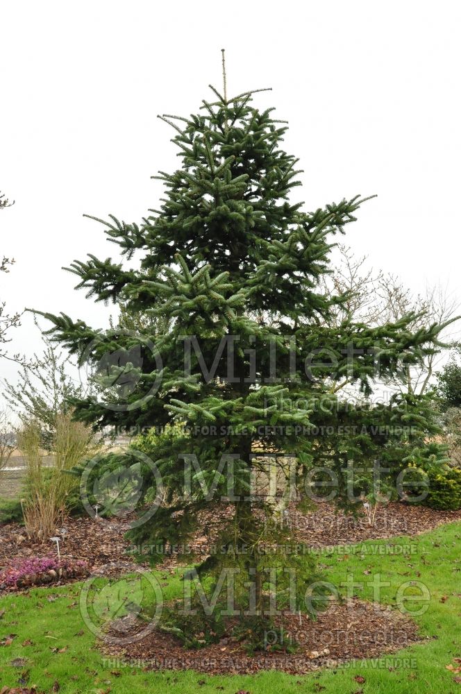 Abies numidica (Algerian Fir conifer) 1 