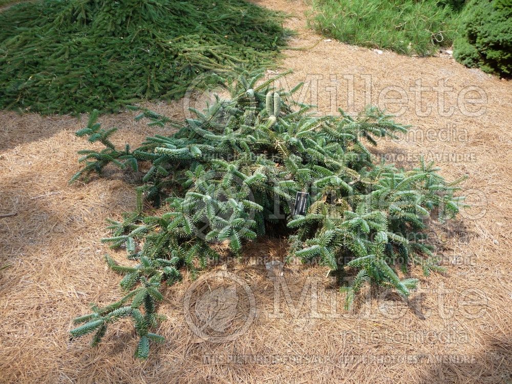 Abies Pendula (Algerian Fir conifer) 1 