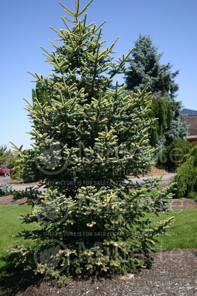 Abies pinsapo Aurea (Golden Spanish fir conifer) 3