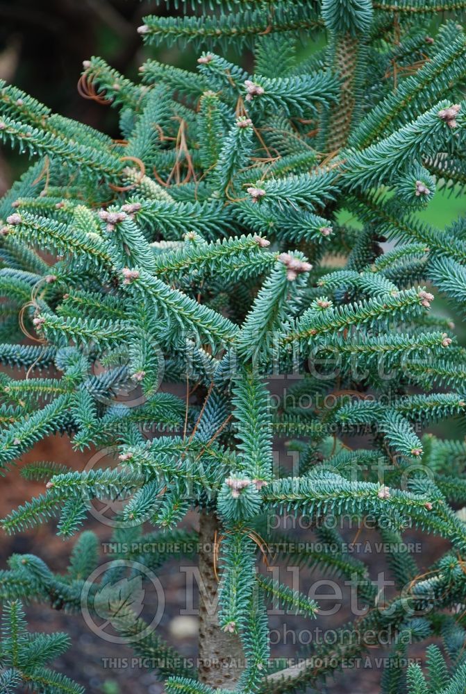Abies pinsapo Glauca (Blue Spanish fir conifer) 2