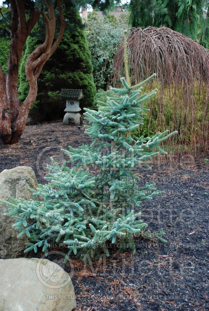 Abies pinsapo Glauca (Blue Spanish fir conifer) 3