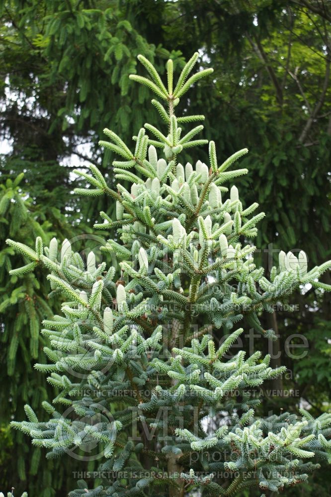 Abies pinsapo Glauca (Blue Spanish fir conifer) 4
