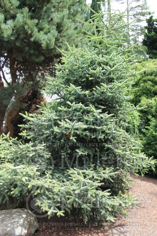 Abies pinsapo Glauca (Blue Spanish fir conifer) 1