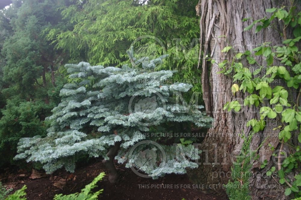 Abies Glauca Prostrata (Noble Fir conifer)  1