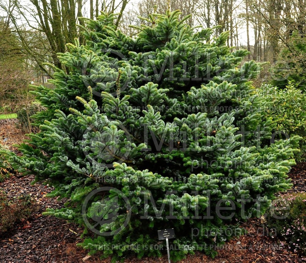 Abies Heddergott (Veitch Fir conifer) 1 