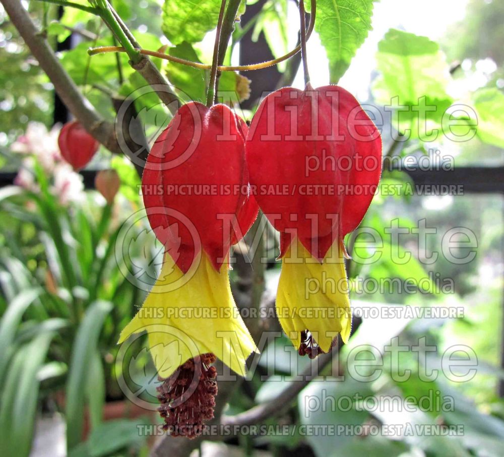 Abutilon megapotamicum (Brazillian Bellflower) 6 