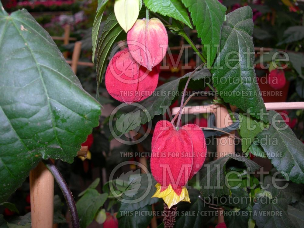 Abutilon Big Bell (Flowering Maple, Indian Mallow) 1 