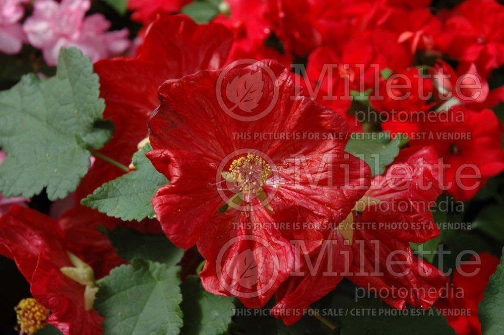 Abutilon Bella Red (Flowering Maple, Indian Mallow) 1 