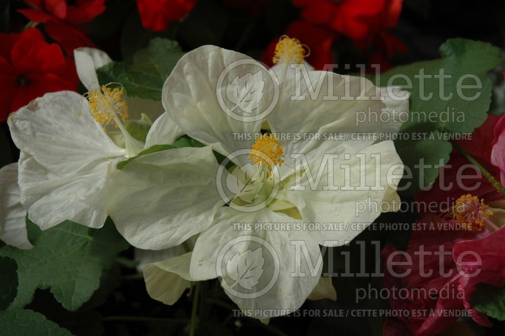 Abutilon Bella Vanilla (Flowering Maple, Indian Mallow) 1 