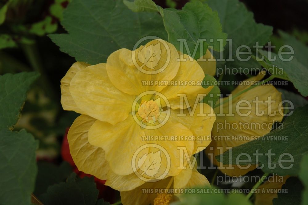 Abutilon Bella Yellow (Flowering Maple, Indian Mallow) 1 