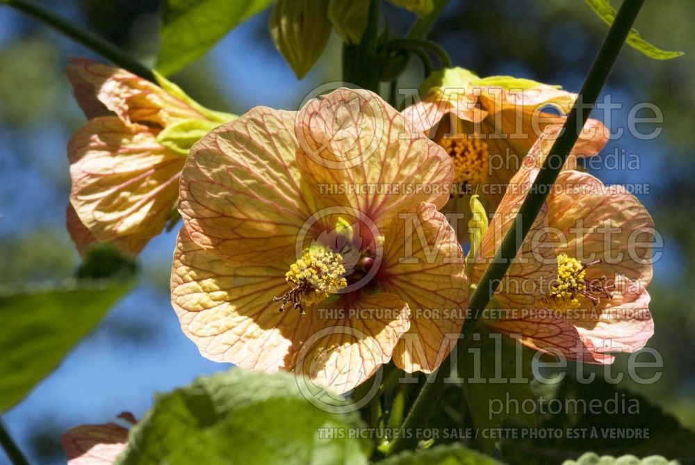 Abutilon Cascade Dawn (Flowering Maple, Indian Mallow) 1 