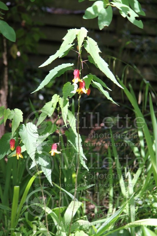 Abutilon megapotamicum (Trailing abutilon) 1 