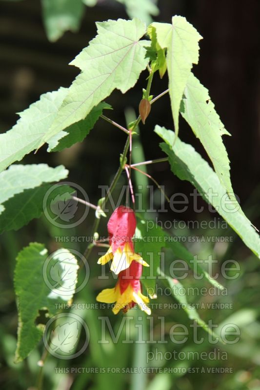 Abutilon megapotamicum (Trailing abutilon) 2 