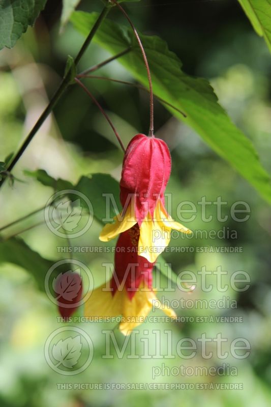 Abutilon megapotamicum (Trailing abutilon) 3 