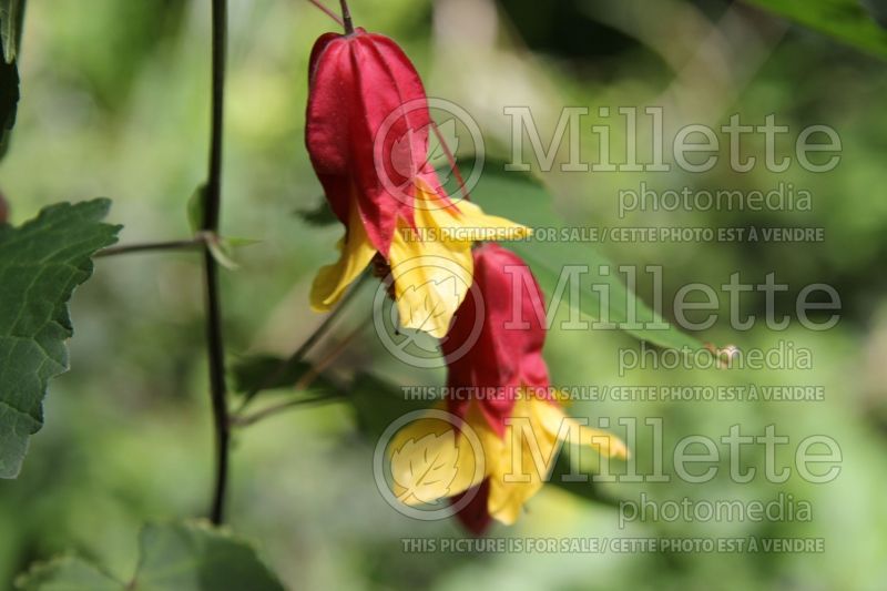 Abutilon megapotamicum (Trailing abutilon) 4 