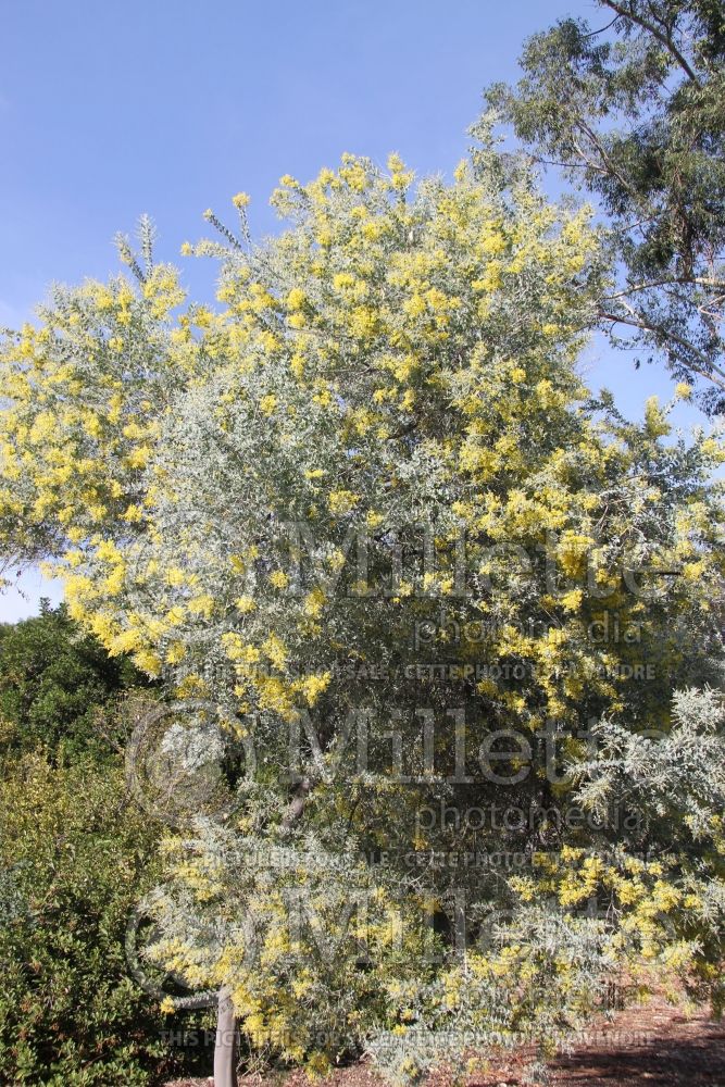 Acacia podalyriifolia (silver wattle) 1 