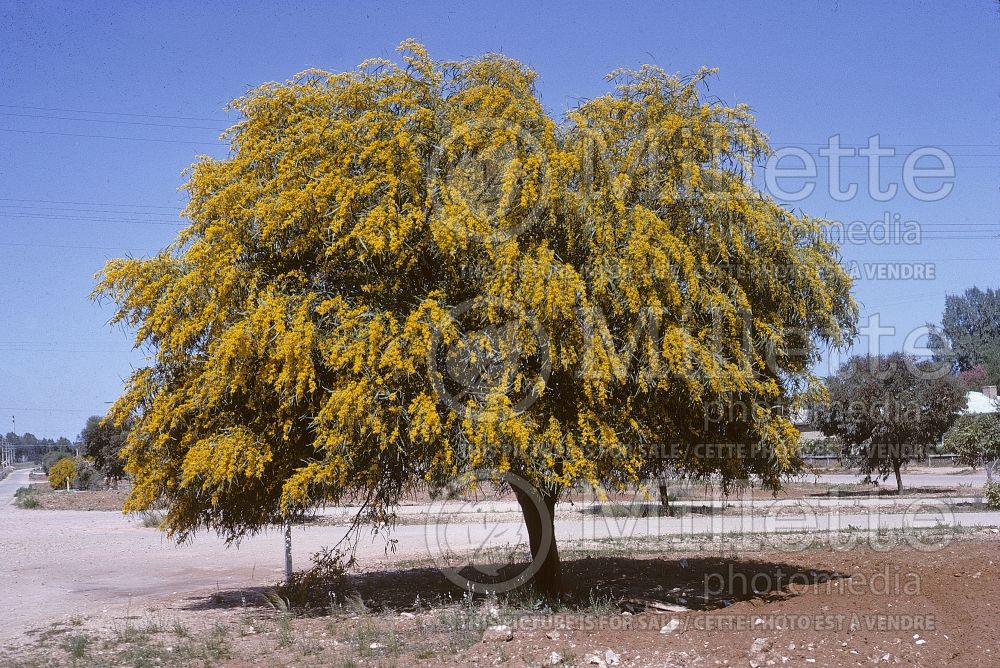 Acacia saligna  (Mimosa)  1