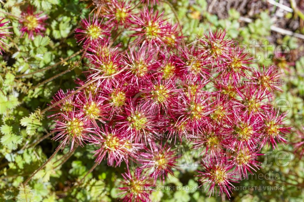 Acaena Kupferteppich (Sheep's burr) 1  