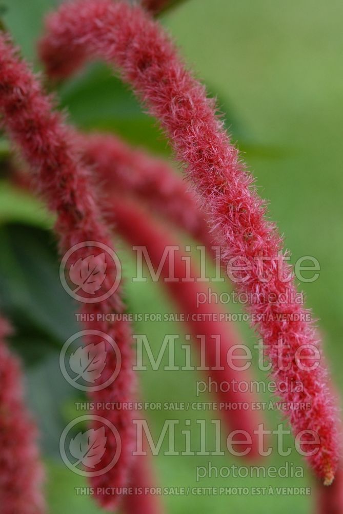 Acalypha hispida (Chenille plant) 2 