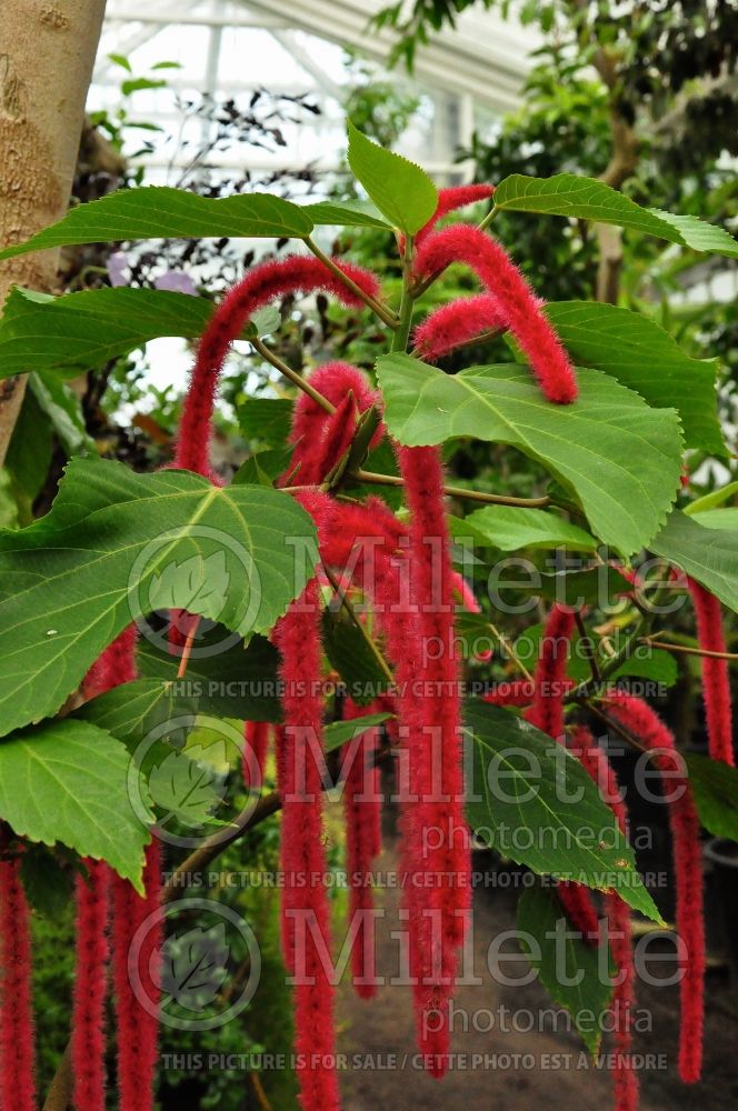 Acalypha hispida (Chenille plant) 4 