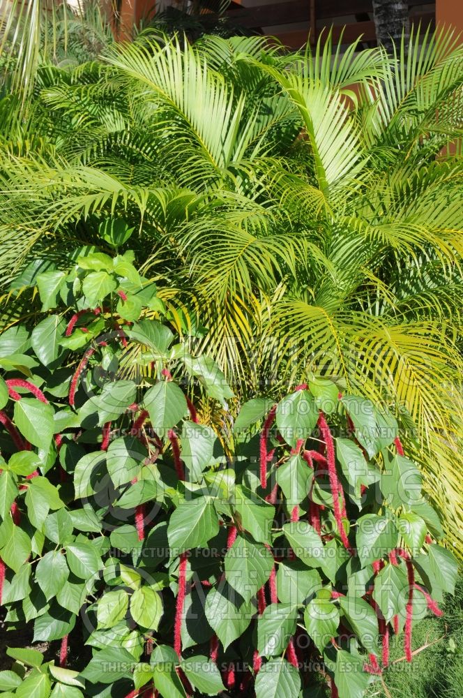 Acalypha hispida (Chenille plant) 7 