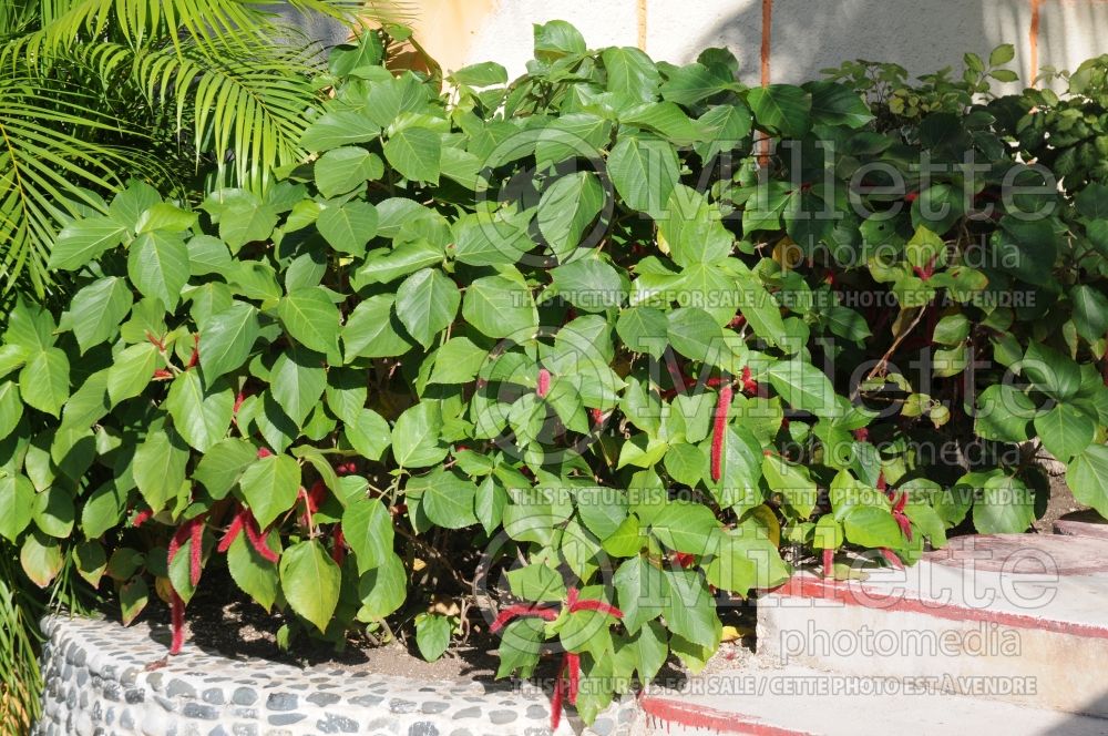 Acalypha hispida (Chenille plant) 10 