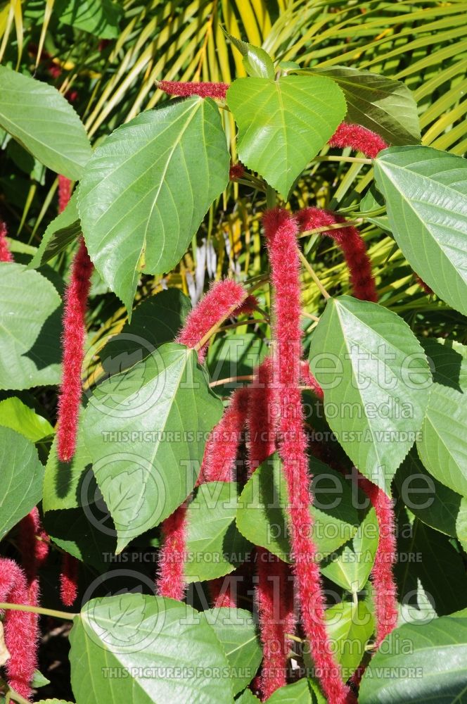 Acalypha hispida (Chenille plant) 12 