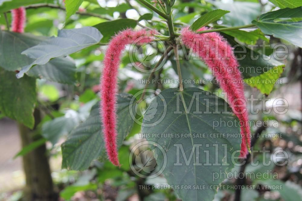 Acalypha hispida (Chenille plant) 14