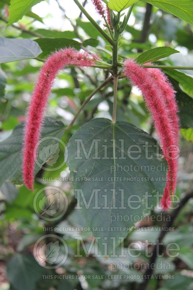 Acalypha hispida (Chenille plant) 15 