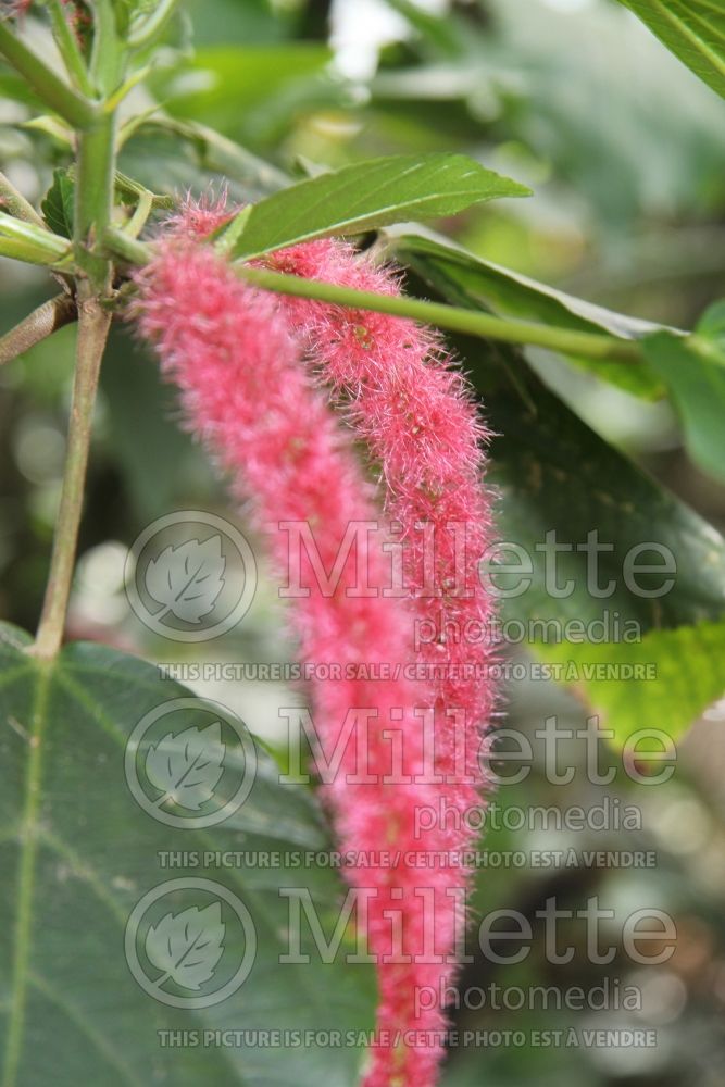 Acalypha hispida (Chenille plant) 16