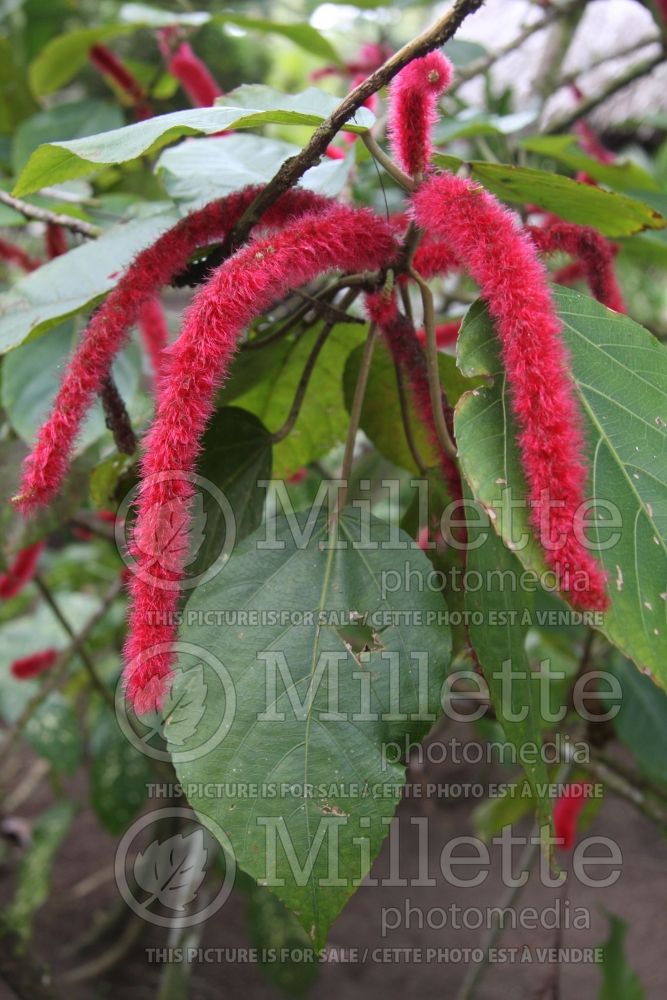 Acalypha hispida (Chenille plant) 18